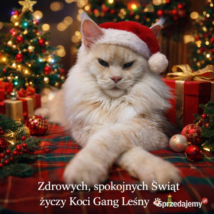 Maine Coon kocurki kotki Koci Gang Leśny Krotoszyn sprzedam