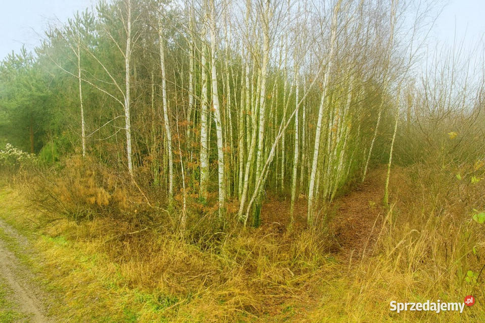 Działka 6900m2 Trawniki Sprzedaż