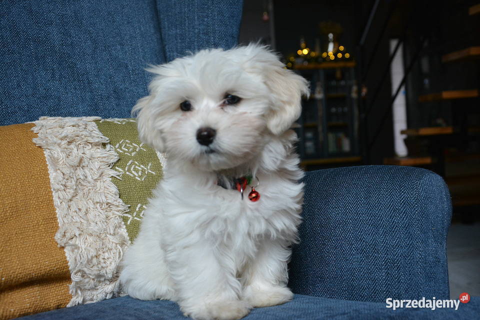 Przyjazne kochane maltańczyki z rodowodem małopolskie