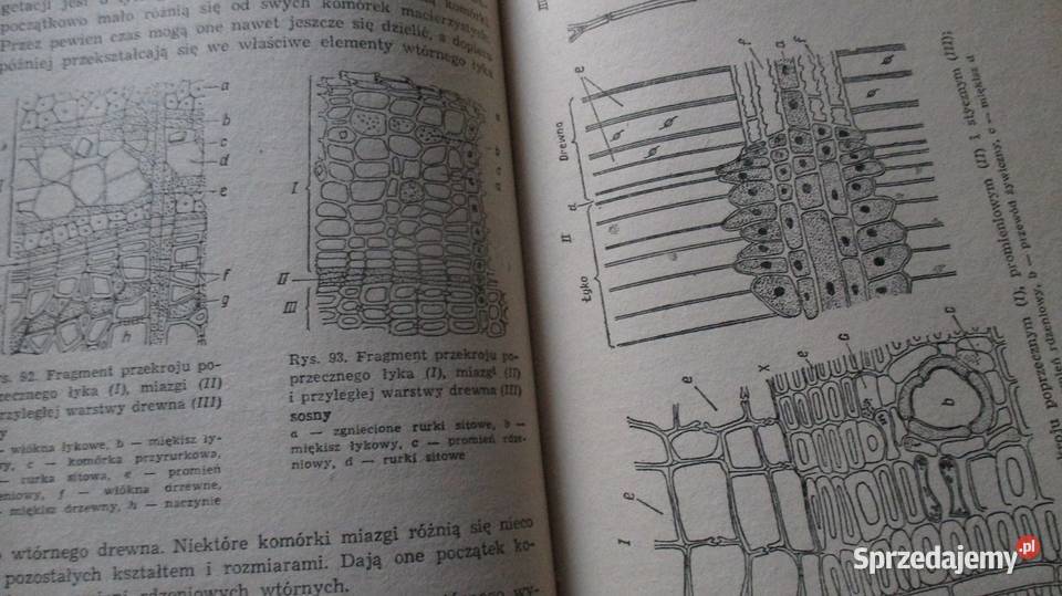 Botanika techników leśnych Obmiński botanika Łódź