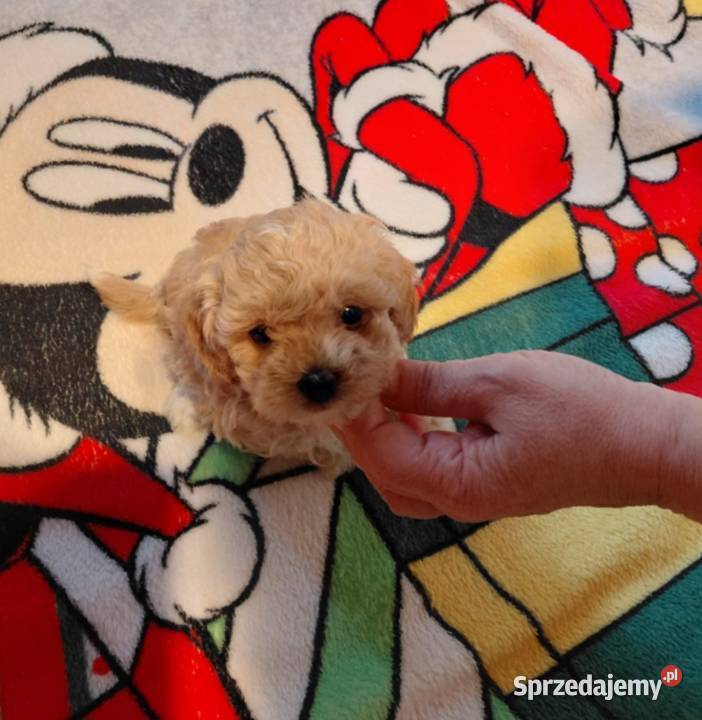 Maltipoo piesek biszkoptowy Zwierzęta sprzedam
