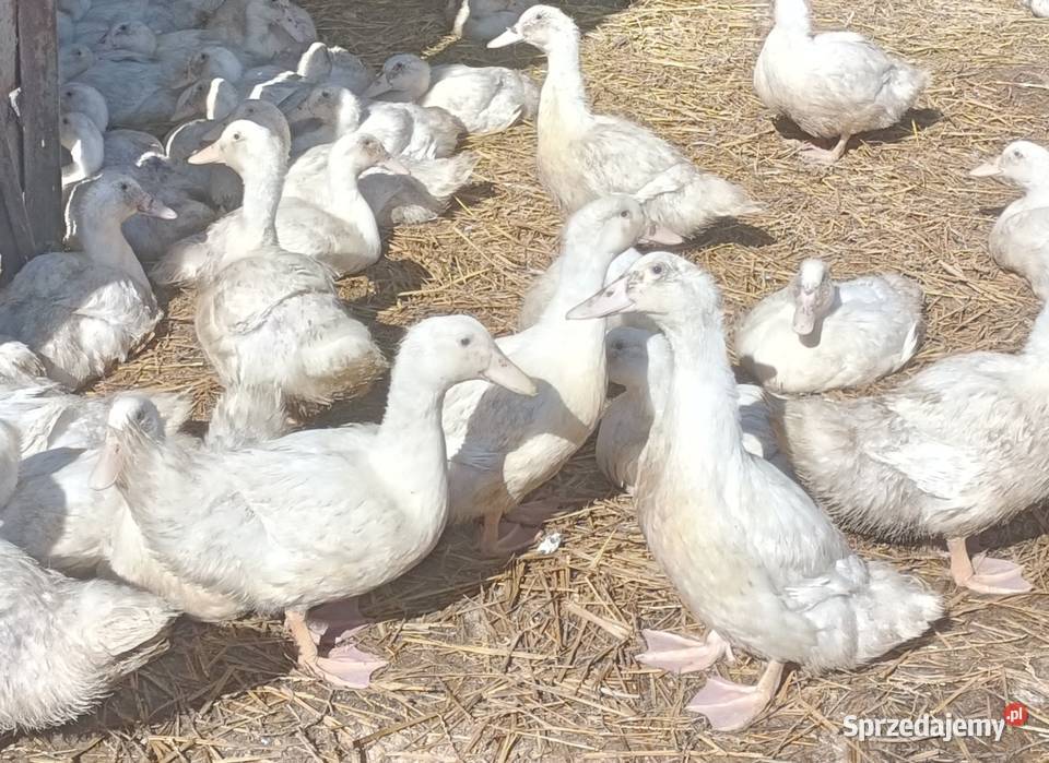 Kaczka kaczki pekin 7 tyg tygodniowe