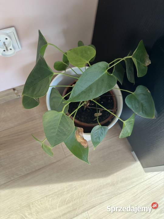 Piękny kwiatek z osłonką i doniczką Gdańsk