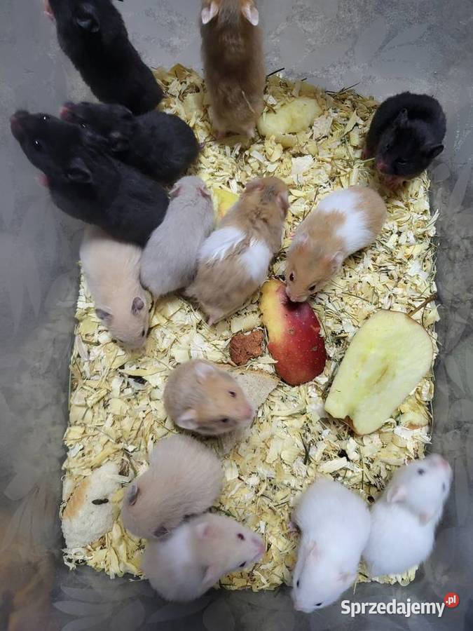 Chomiki syryjskie Gryzonie Zwierzęta dolnośląskie Wrocław