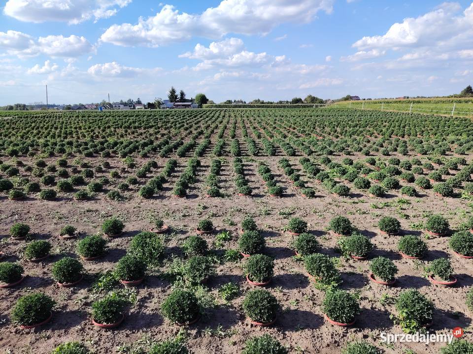 Chryzantema doniczkowa PRODUCENT hurt CZSK małopolskie Kraków sprzedam