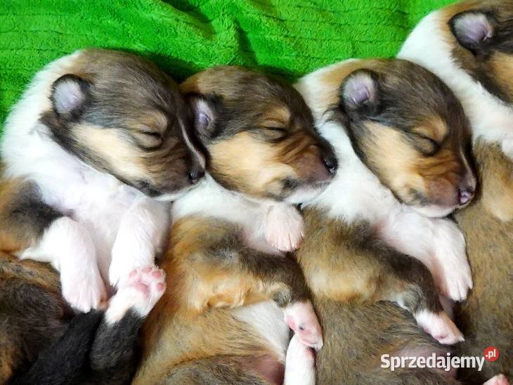 COLLIE Owczarek Szkocki długowłosy szczeniaki Janów