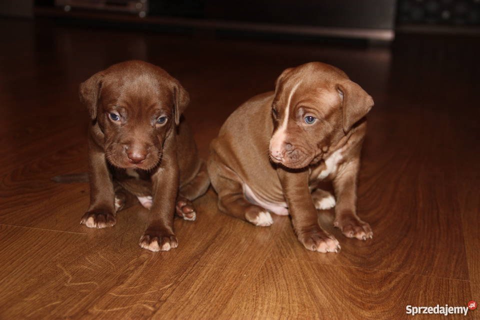 Szczenięta Pitbull Red Nose Płock