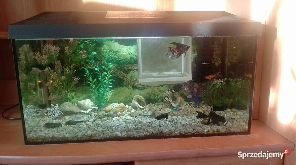 Akwarium aquael 55 litraRybki