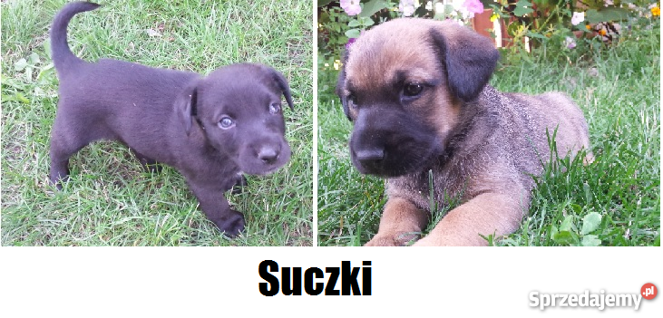 Psy szczeniaki 5 tygodni Odrobaczone Krzątka sprzedam