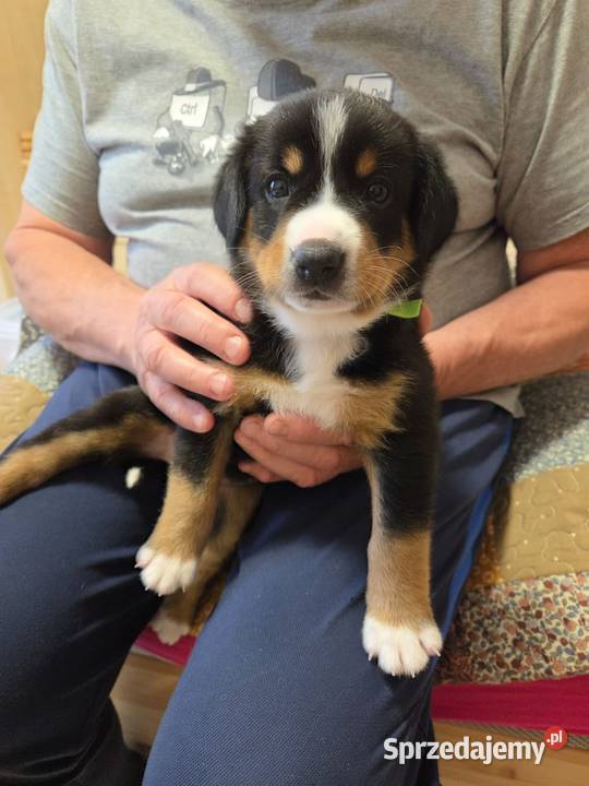 Entlebucher szczeniaczek 25 miesięczna suczka Łódź sprzedam