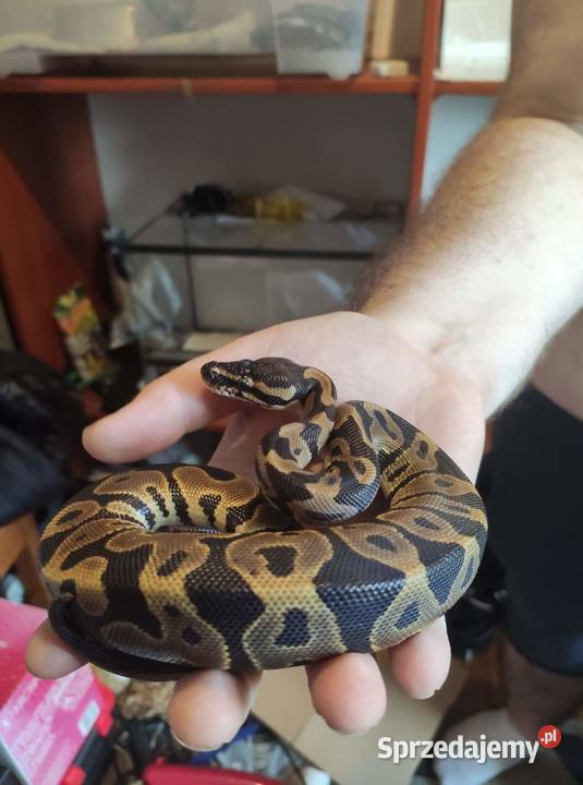 Węże Gady i płazy Krosno