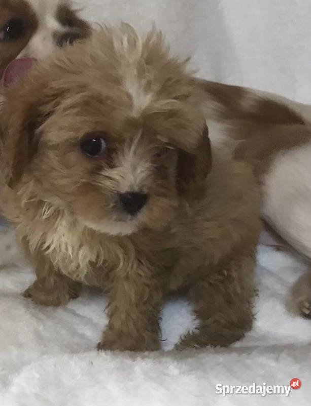 Cavapoo szczeniaki malutkie Wrocław sprzedam