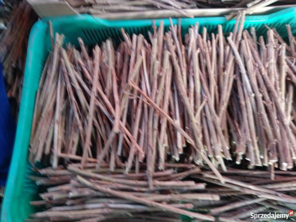 Sztobry porzeczka tis Urzędów