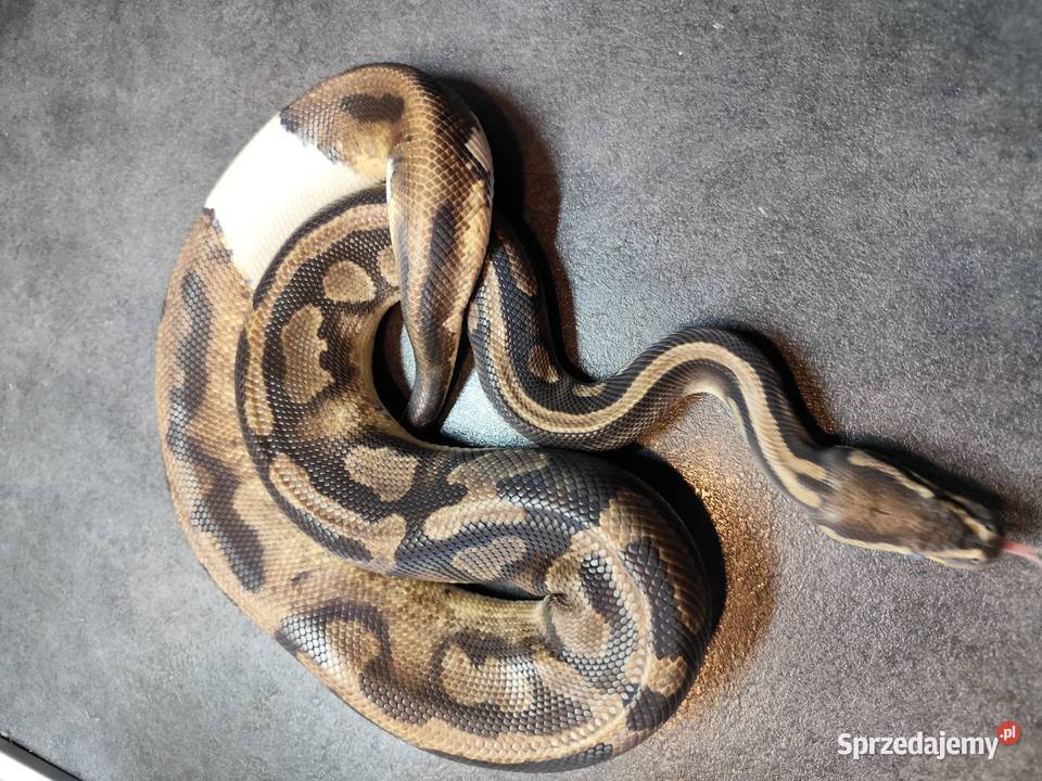 Pyton królewski samiec Piebald sprzedam