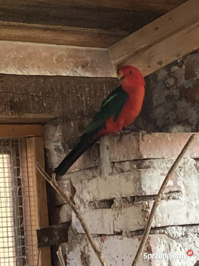 Samiec szkarłatki królewskiej Ptaki Opole