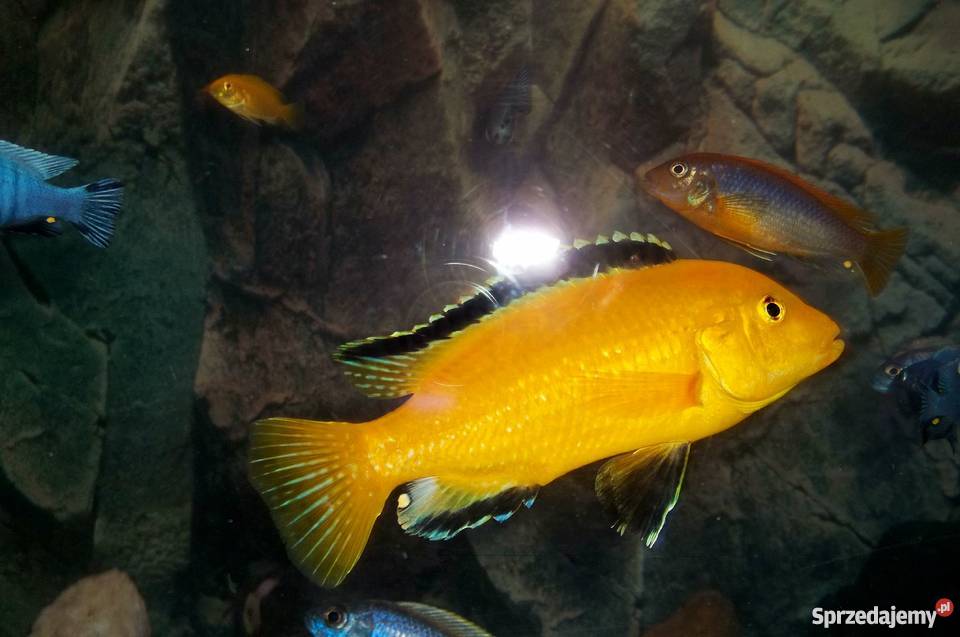 Pyszczaki różne gatunki Kraków