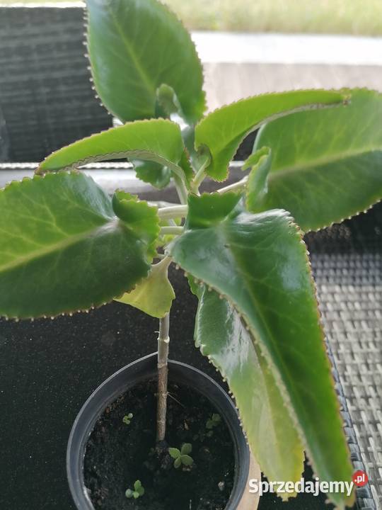 Żyworódka roślina lecznicza wysokość 45Kwiat Łódź