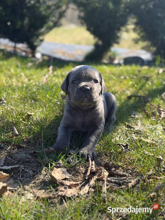 Szara suczka Cane Corso ZKwPFCI Cane Corso Zawoja