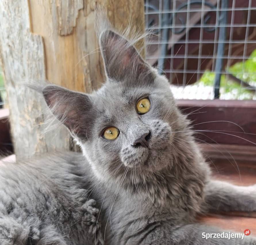 Niebieski Maine Coon FPL sprzedam