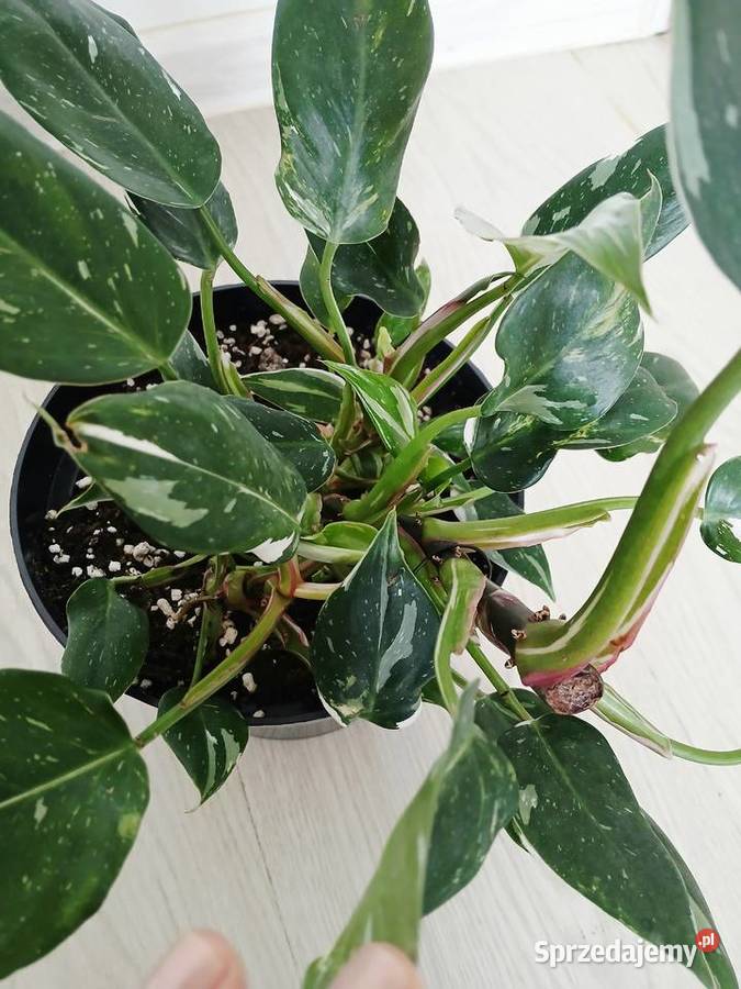 Philodendron White Princess śląskie Częstochowa