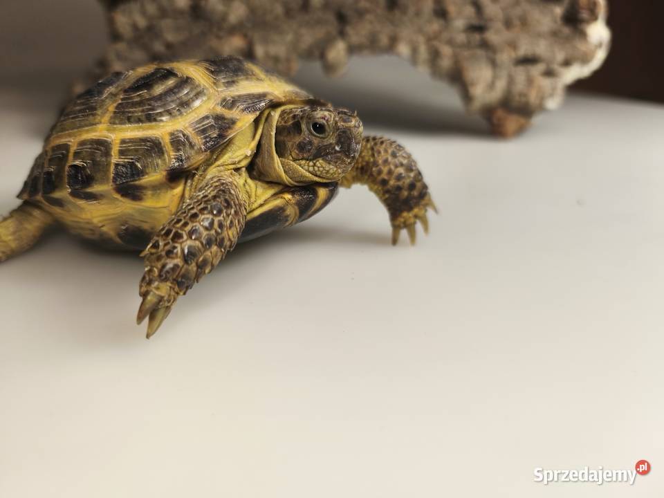 Żółw stepowy Testudo horsfieldii młode gady