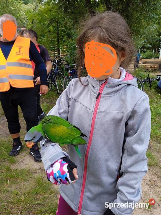 Papuga ręcznie karmiona Aleksandretta Chińska Żernica