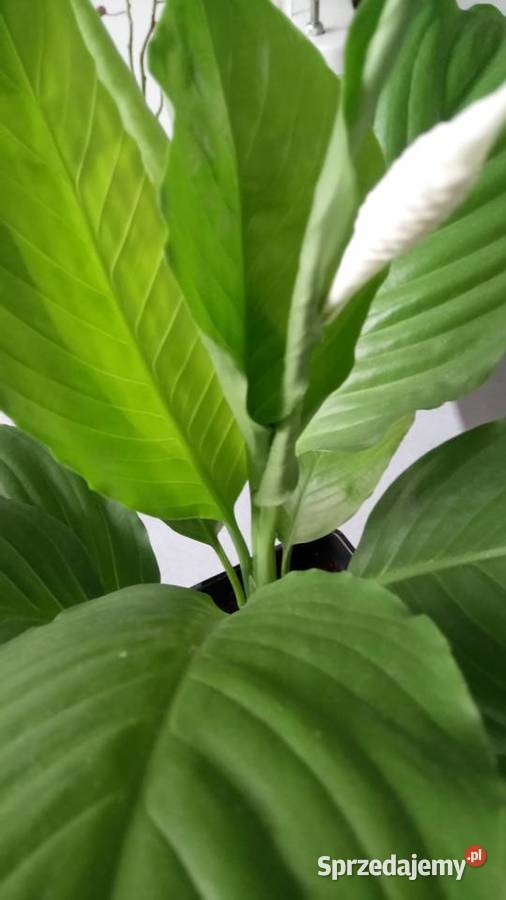 Eszeveria ciekawe sadzonki Warszawa