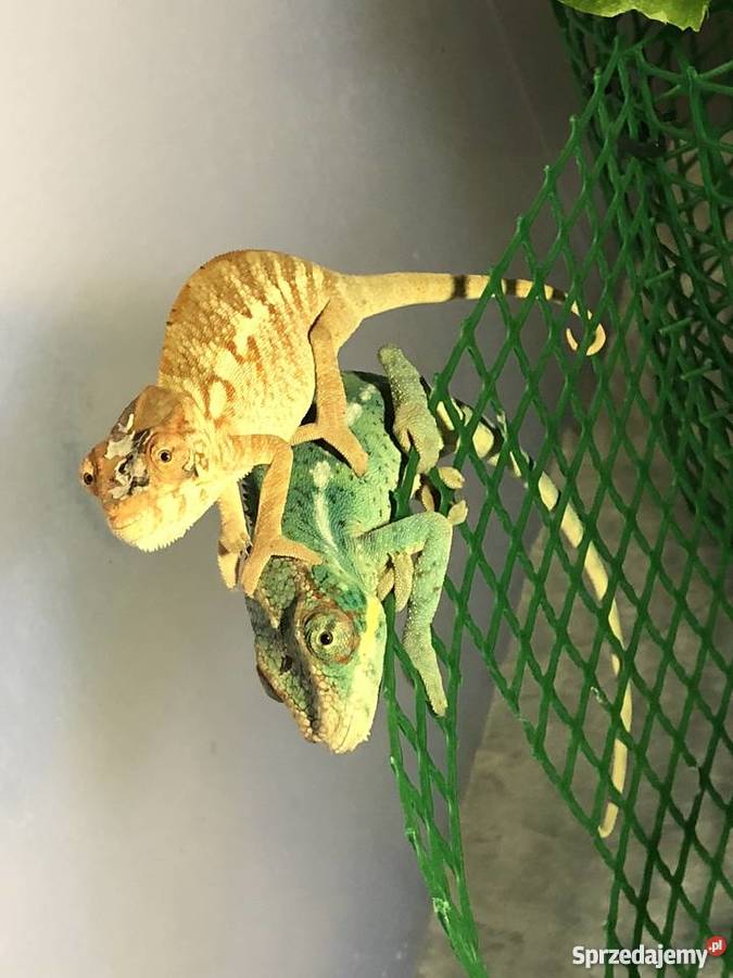 Harem kameleonów lamparcich Noisy be true blue 4 Warszawa