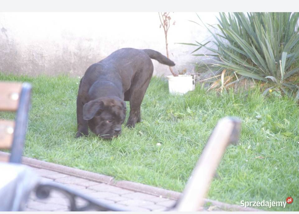Cane Corso FCI suczka zagraniczne krycie