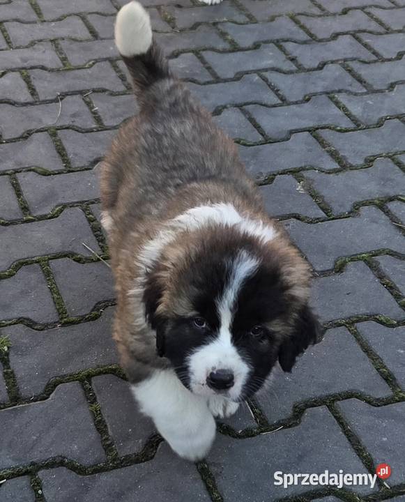 Moskiewski Pies Stróżujący Nie Bernardyn Nie Zakrzyn