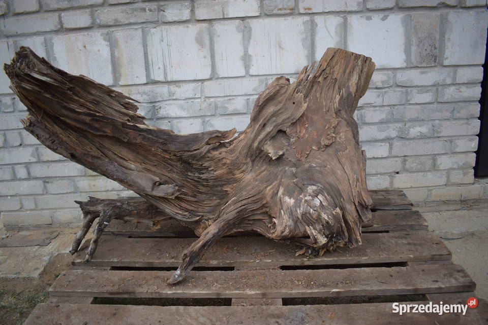 Niepowtarzalny korzeń ozdobny do ogrodu sprzedam