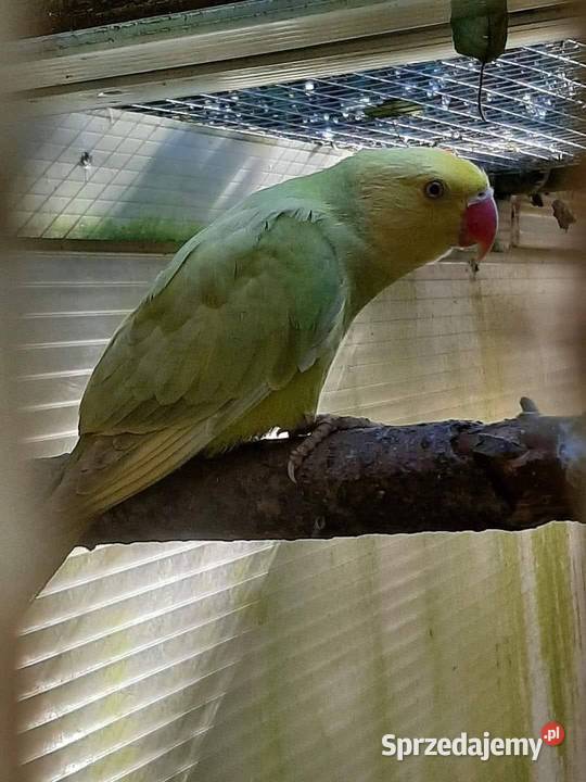 Aleksandretty obrożne różne mutacje