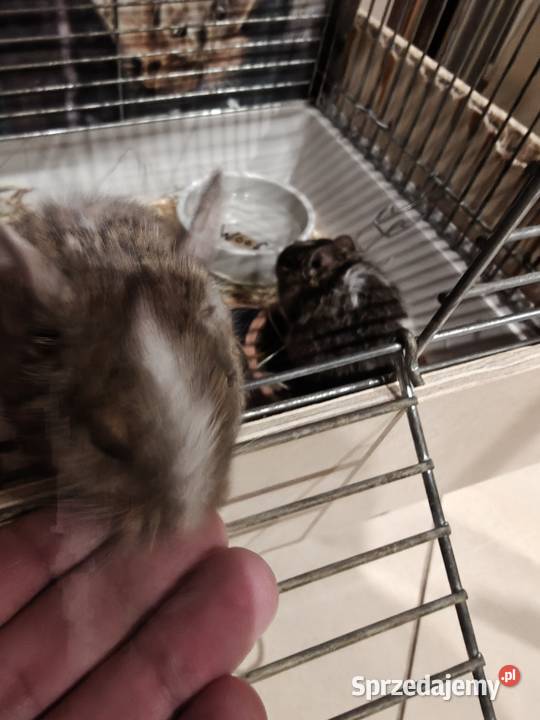 Oddam 2 koszatniczki Radom