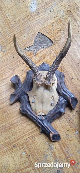 Poroża Male Świdnica sprzedam