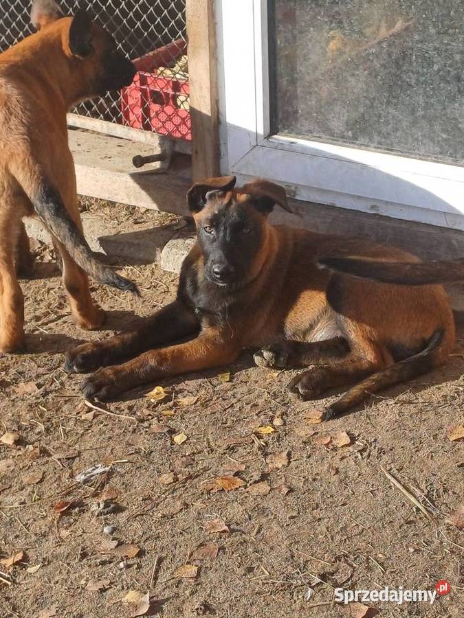 Owczarek Belgijski Zambrów sprzedam