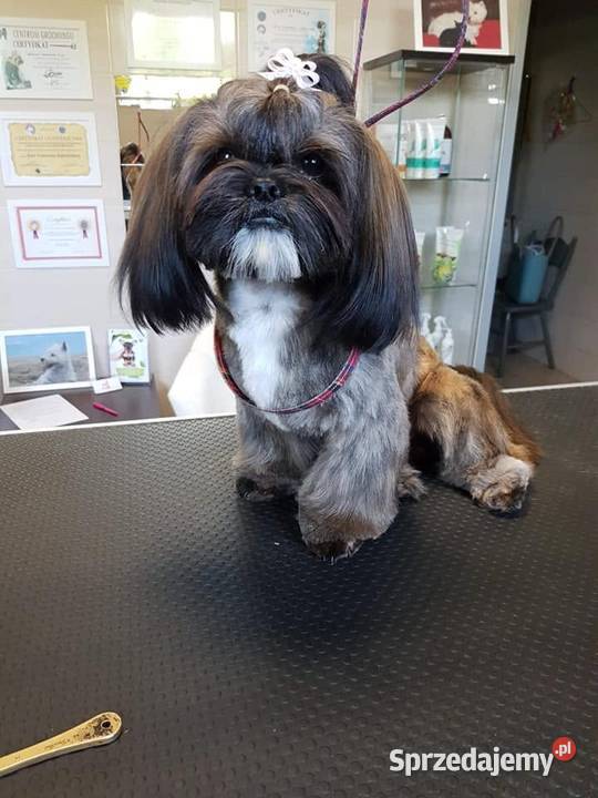 Reproduktor shih tzu z genem blue Shih Tzu Zawiercie