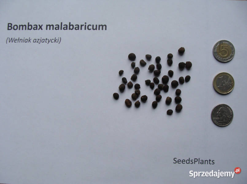 WEŁNIAK Bombax malabaricum NASIONA 80 sztuk 10g Nasiona kujawsko-pomorskie Lubanie