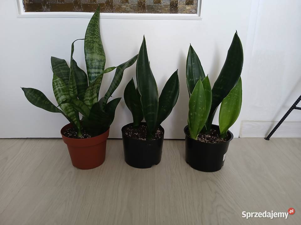 Sansevieria sanseweria black diamond i zeylanica śląskie Częstochowa
