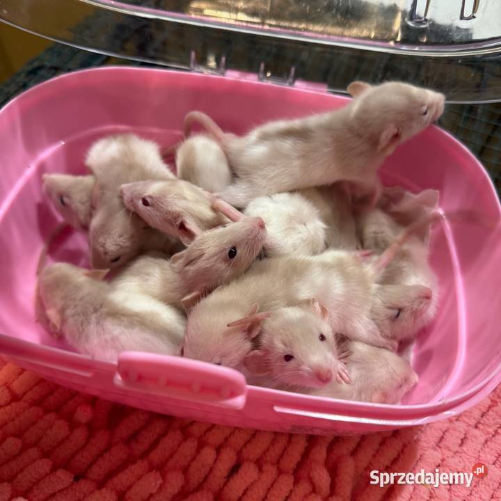 Szczury dumbo Gryzonie