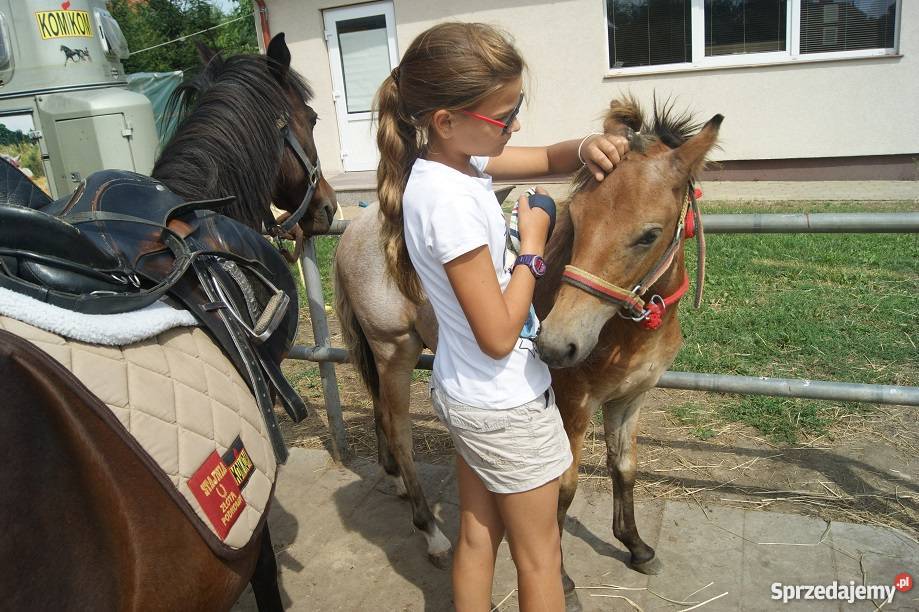 KUC Walijski KOŃ odsadek śliczny tarant Pozostałe Żnin
