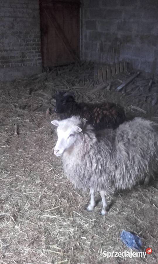 owce wrzosówki samica i samiec