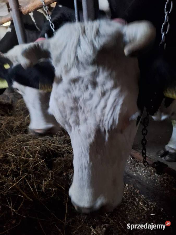 Sprzedam krowę mleczną Myszyniec