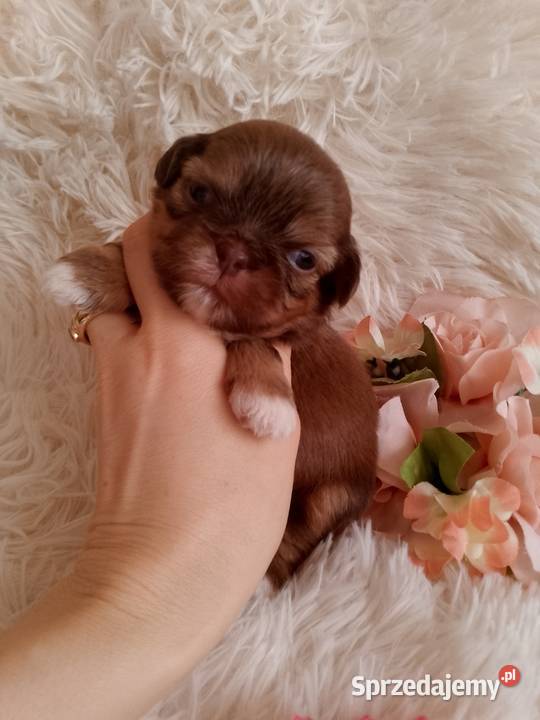 Piękna czekoladowo złota suczka ShihTzu szuka opolskie Namysłów