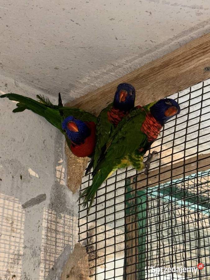 Papugi Ptaki małopolskie Gdów