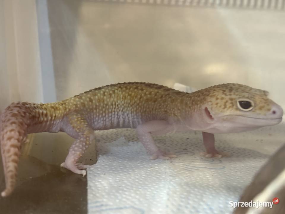 Eublefar lamparci samiec Poznań