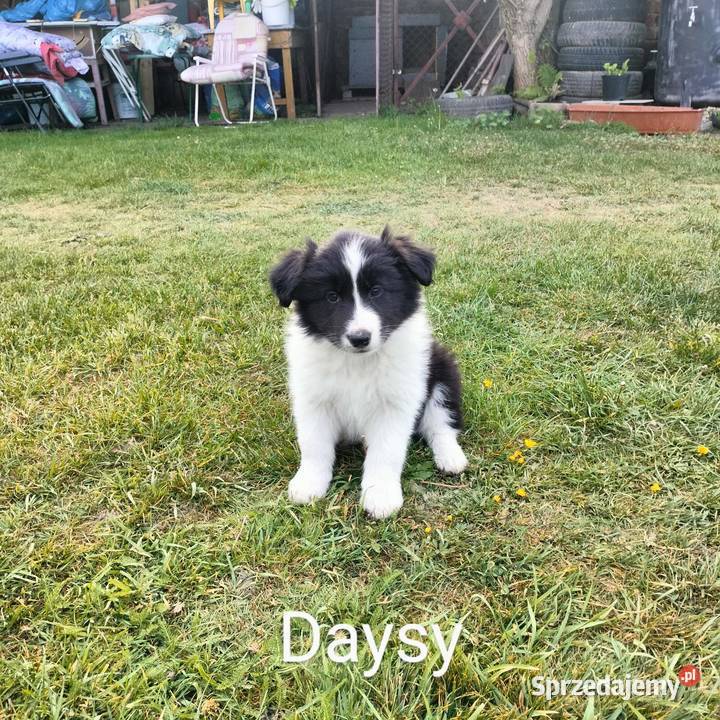 Border collie FCI dwie suczki opolskie Brzeg