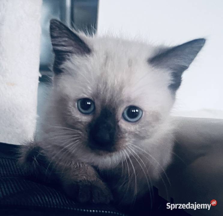 Kotek Syjamski Toruń