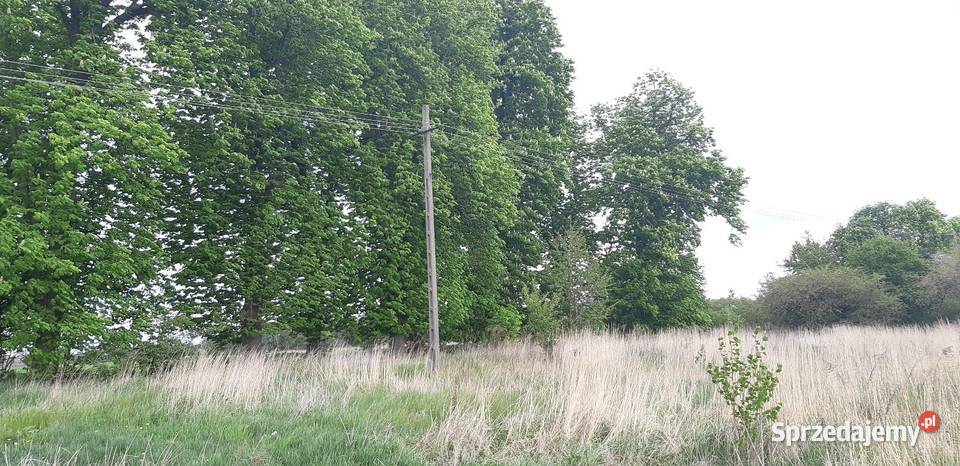 Działka 50a Wynajem Pińczów