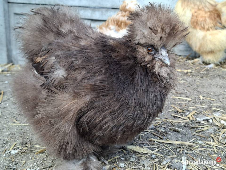 Jajka lęgowe stadzie ze zdjęć Łochów