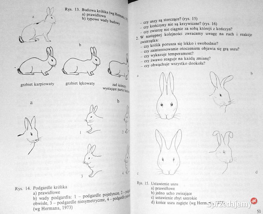 Królik miniaturowy Maria Taborska Pozostałe Chełm